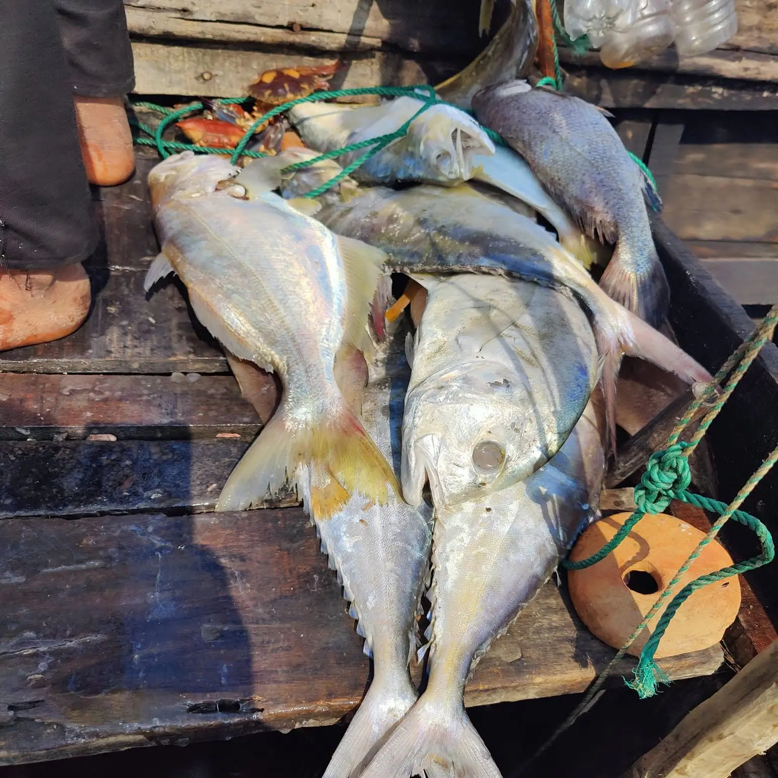 Fresh fish just caught, on a fishing boat