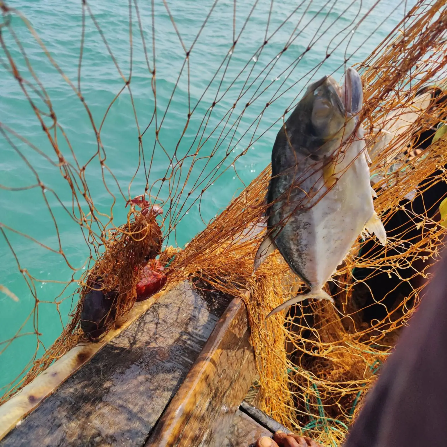 A fish caught in a net above the sea